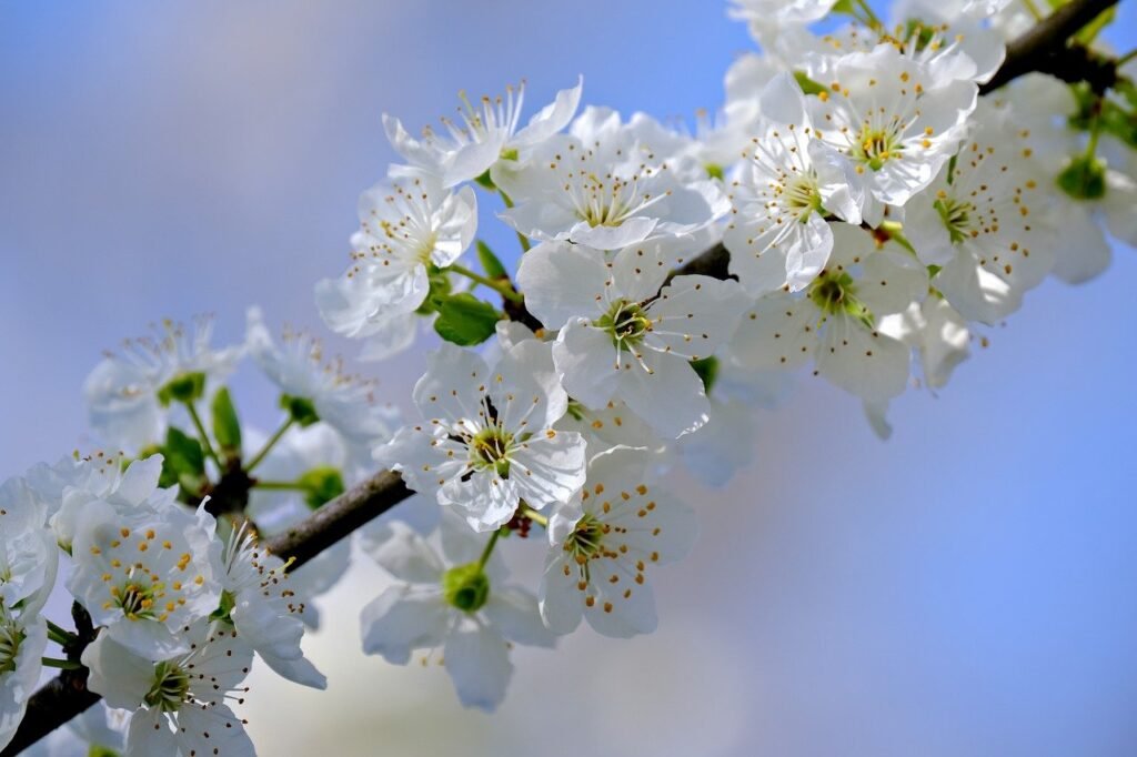 blossoms, white flowers, beautiful flowers-8647234.jpg
