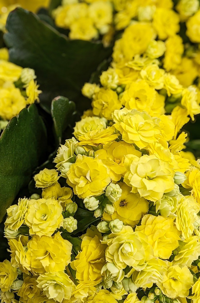 yellow, flowers, flower wallpaper-8711006.jpg